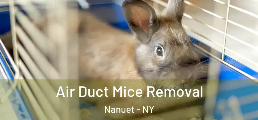 Air Duct Mice Removal Nanuet - NY